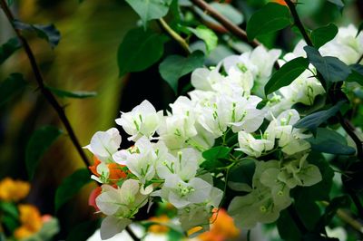 Close-up of white bougainvilleas growing outdoors