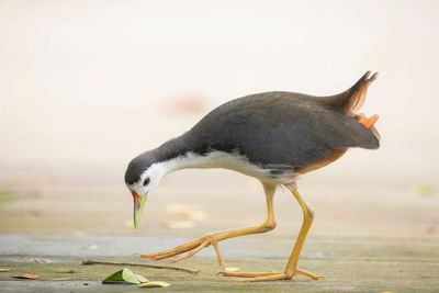 Full length of bird on field