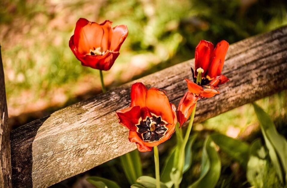 CLOSE-UP OF RED POPPY FLOWERS