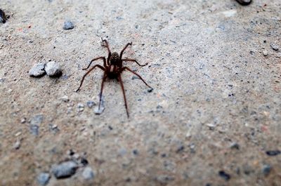 High angle view of spider on ground