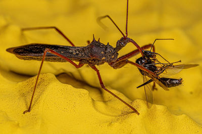 Close-up of insect