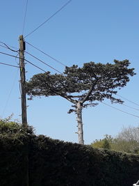 Low angle view of tree against sky