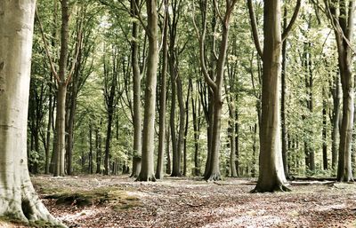 Trees in forest