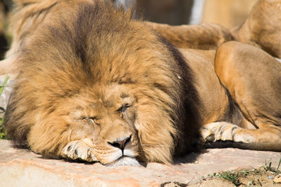 Close-up of lion lying down