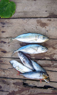 High angle view of fish on wood