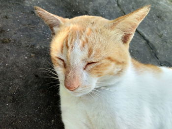 Close-up of a cat