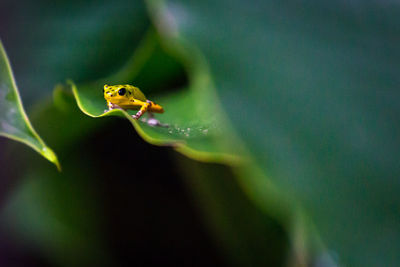 Close-up of frog on leaf