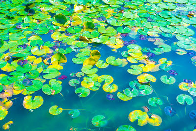 Full frame shot of water lily in swimming pool