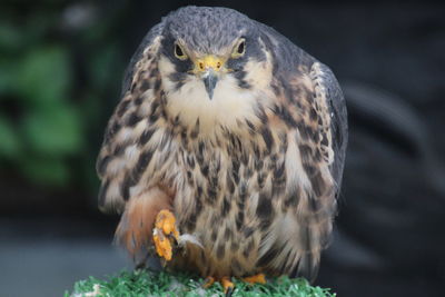 Close-up portrait of owl perching outdoors