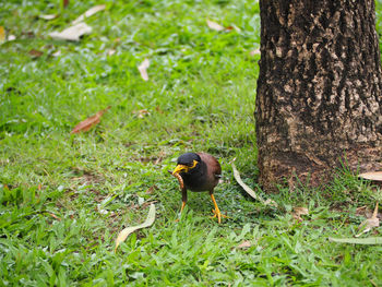 Close-up of bird perching on grass