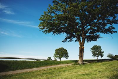 Trees on field against sky