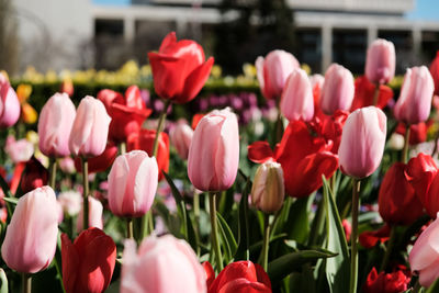 Close-up of pink tulips in field