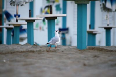 Close-up of seagull perching outdoors