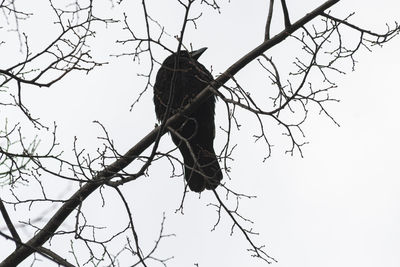 Low angle view of bird perching on tree against sky