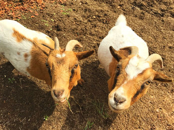 High angle view of cats on field