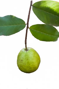 Close-up of green fruit against white background