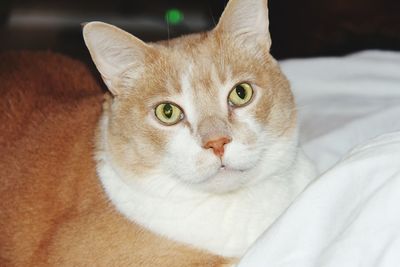 Close-up portrait of cat relaxing on bed