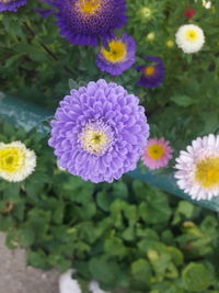 Close-up of purple flower