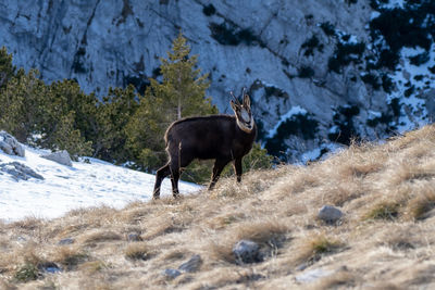 Chamois standing on snow covered field