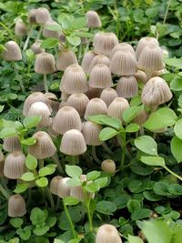 Close-up of mushrooms growing on field