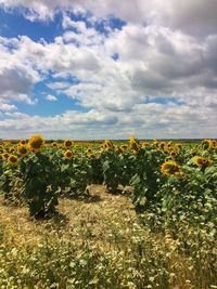 Scenic view of sunflower field against cloudy sky