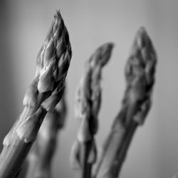 Close-up of plant against blurred background