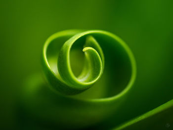 Close-up of curled leaf
