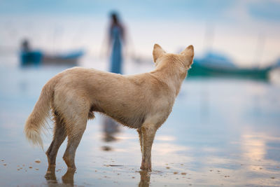 Dog standing on beach