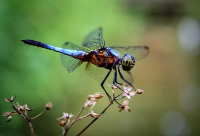 Close-up of dragonfly on plant