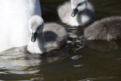 Swan swimming in lake