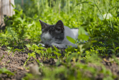 Close-up of cat on grass