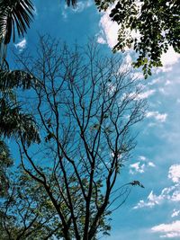 Low angle view of trees against sky