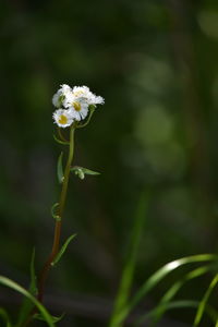 Close-up of white flowering plant