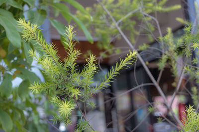 Close-up of plants growing on field