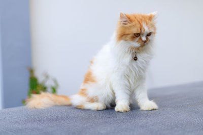 Cat sitting on a floor