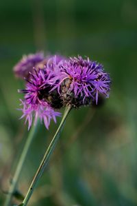 Close-up of bee pollinating on purple flower