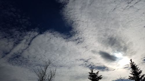 Low angle view of trees against sky