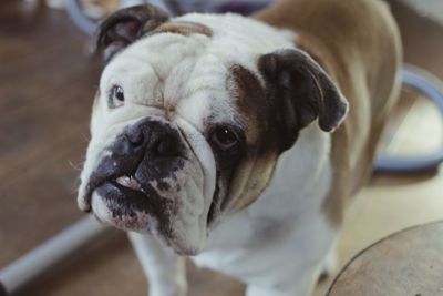 Close-up portrait of dog