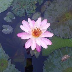 Close-up of lotus water lily