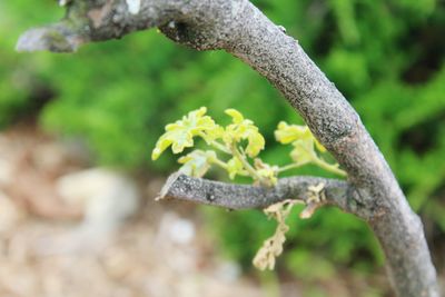 Close-up of plant against blurred background