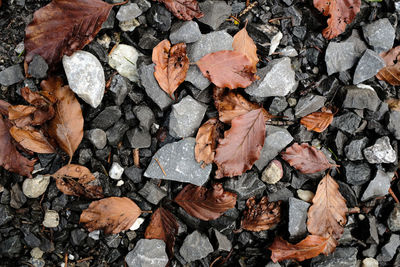 High angle view of autumn leaves on land