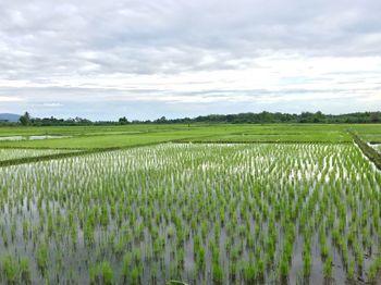 Scenic view of agricultural field against sky