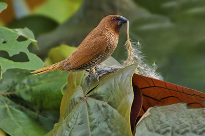 Close-up of bird perching on a plant