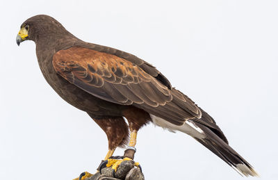 Low angle view of bird perching against white background