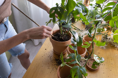 Woman's hands is taking care of rhaphidophora tetrasperma, a mini monstera at home. urban jungle