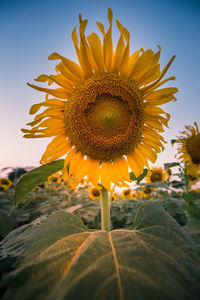Close-up of sunflower