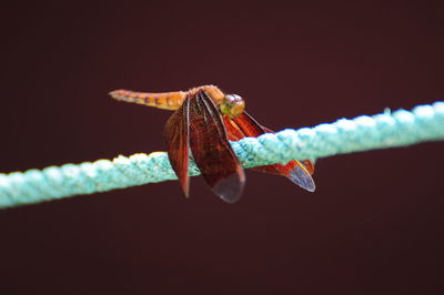 Close-up of insect