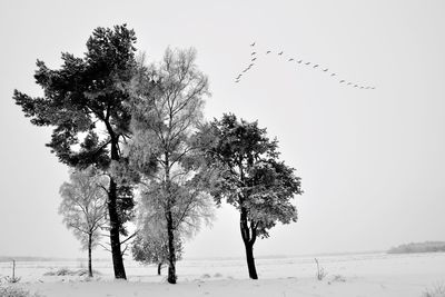 Trees on snow covered landscape against clear sky