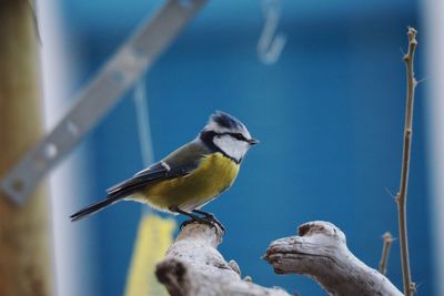 Close-up of bird perching outdoors