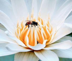 Close-up of honey bee on flower